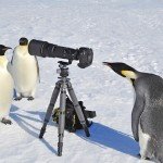 Фильтр Пингвин или опасные птицы орнитария Google